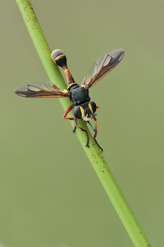 Physocephala rufipes 3